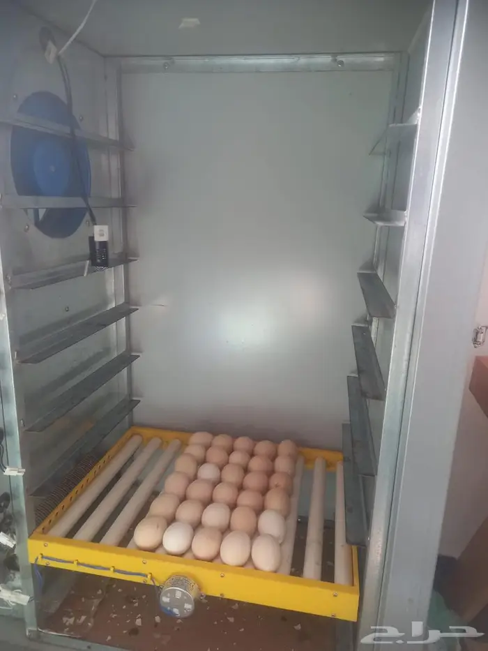 فقاسة بيض اتماتيك 500 بيضة 5