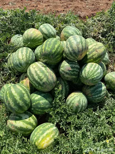 بطيخ بسيطا بيع بالجمله 1