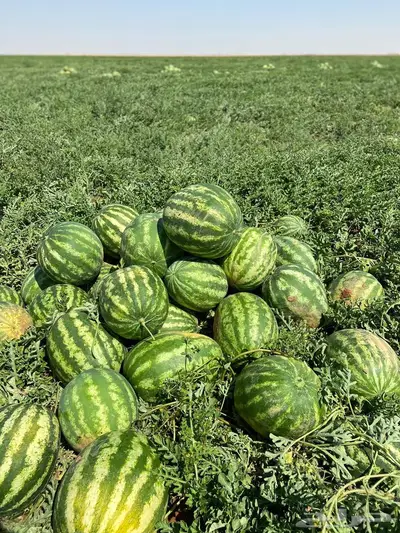 بطيخ بسيطا بيع بالجمله 0