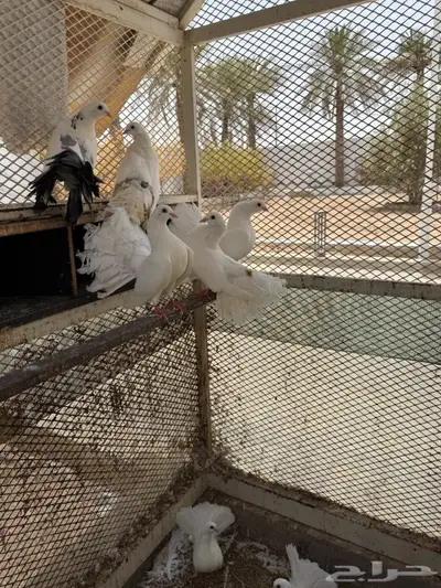 حمام 21