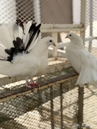 حمام 2