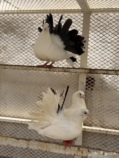 حمام 3