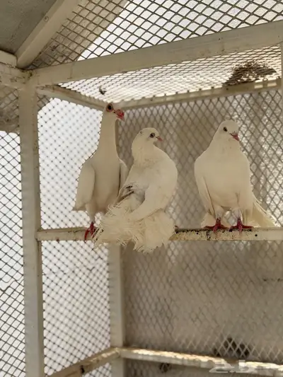 حمام 4