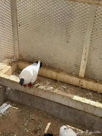 حمام 8