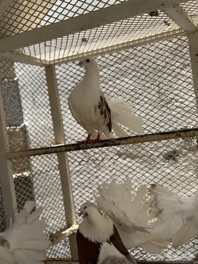حمام 5