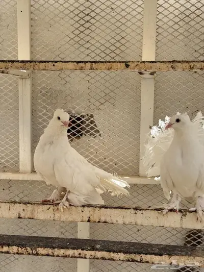 حمام 7