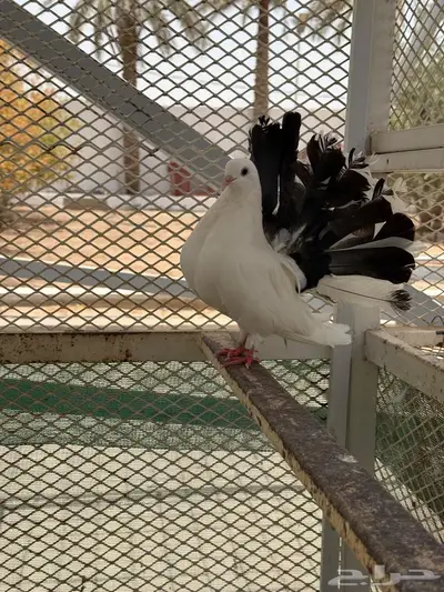 حمام 9