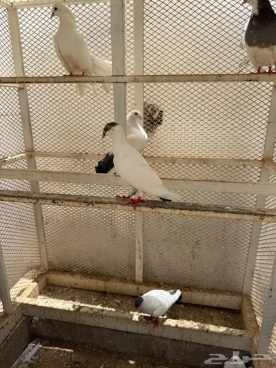 حمام 14