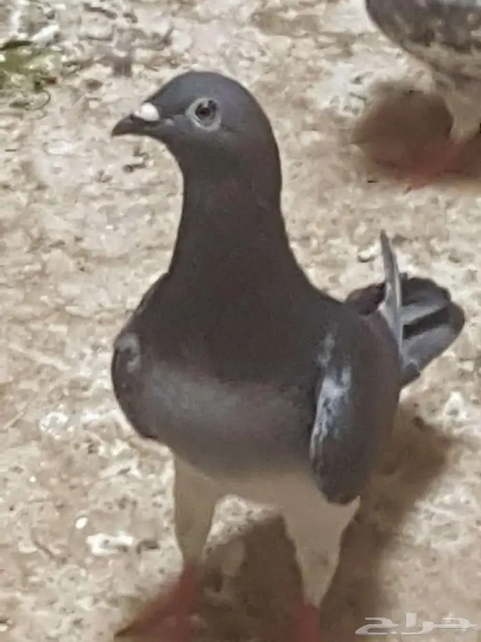 حمام زينة 1