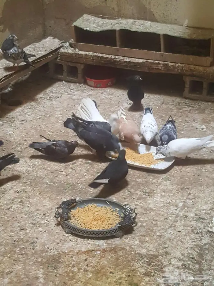 حمام زينة 0