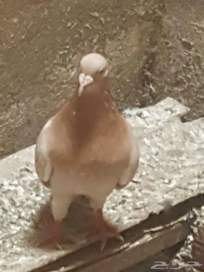 حمام زينة 4