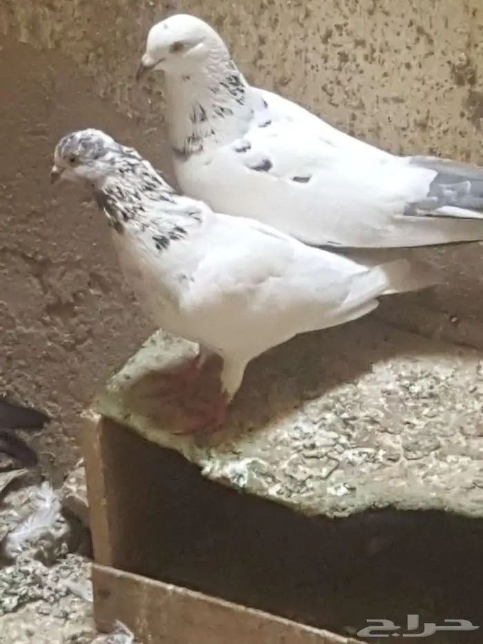 حمام زينة 3