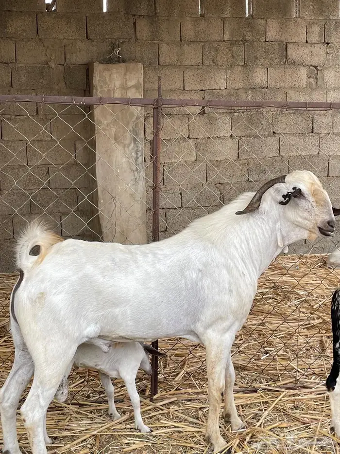 تيس فحل بيشي مشروط 4