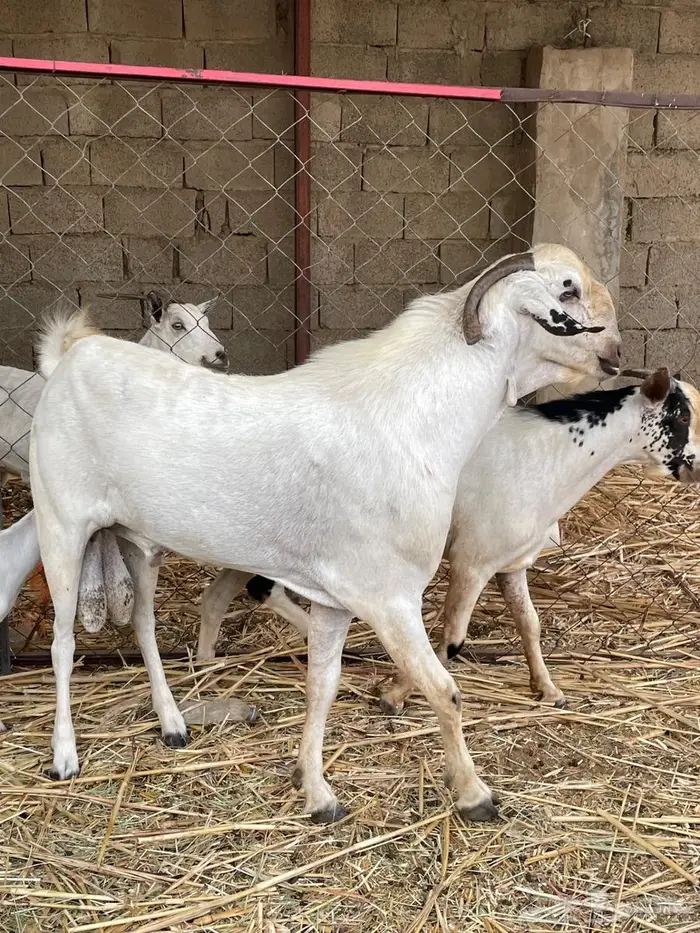 تيس فحل بيشي مشروط 3