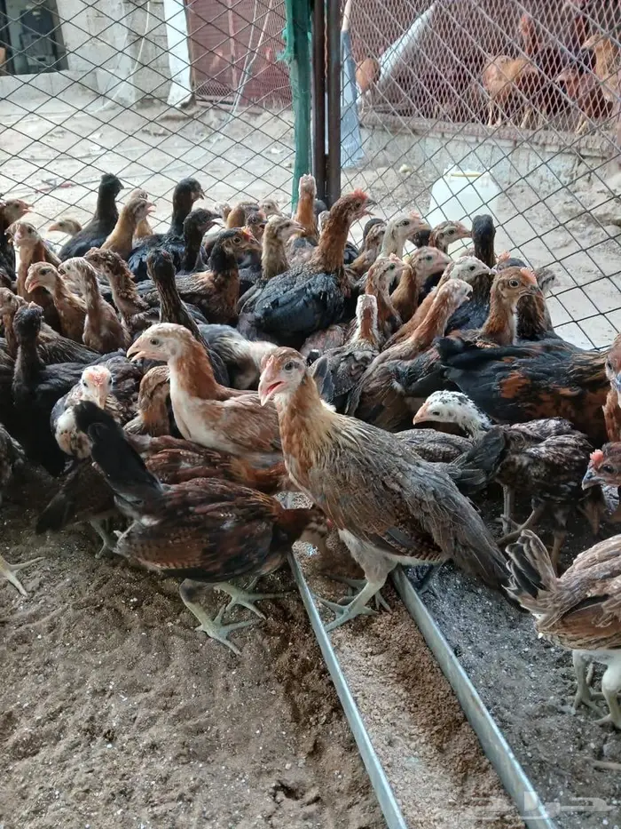 فروخ دجاج عربي 8