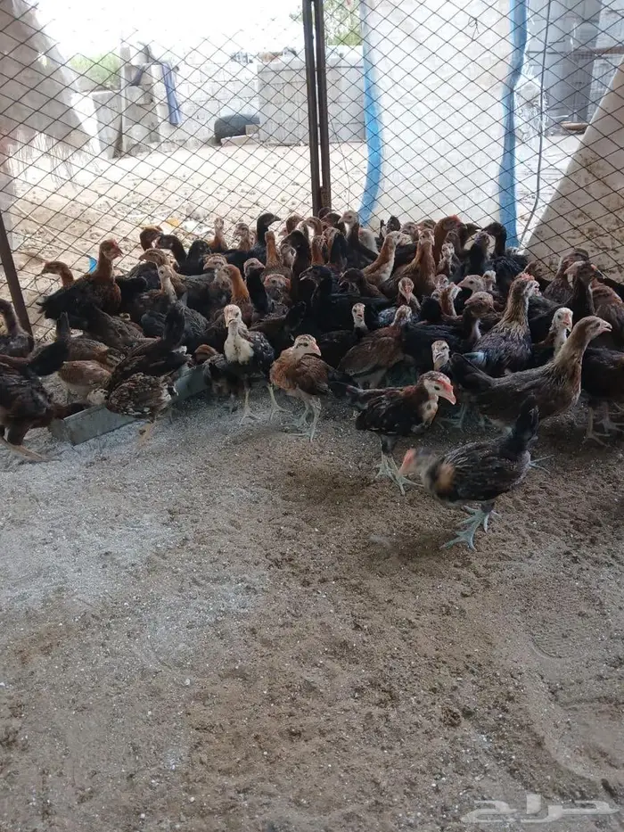 فروخ دجاج عربي 7