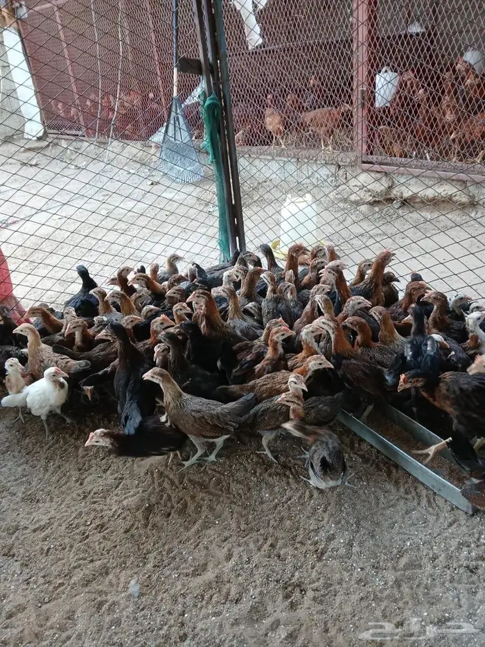فروخ دجاج عربي 2