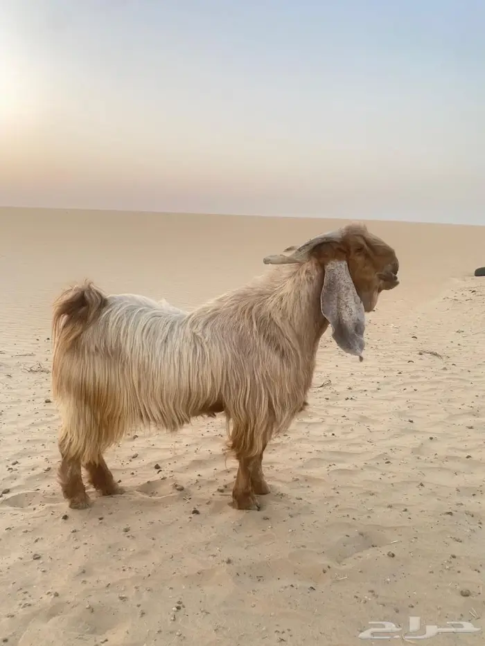 تيس للبيع 1