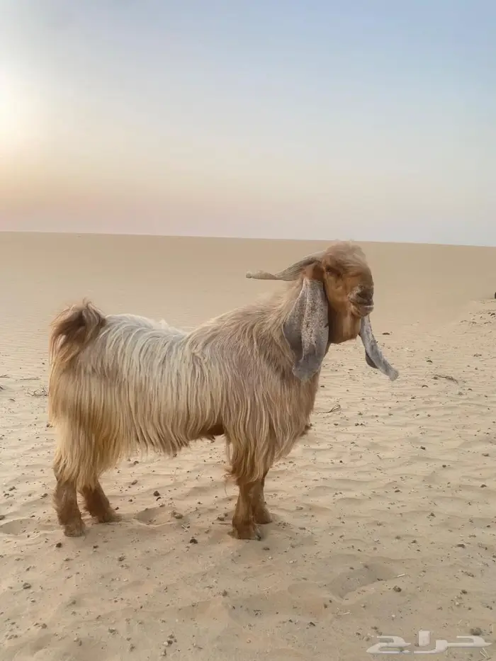 تيس للبيع 2