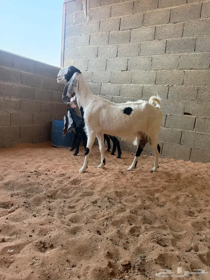 عنز متبع متاومه 2