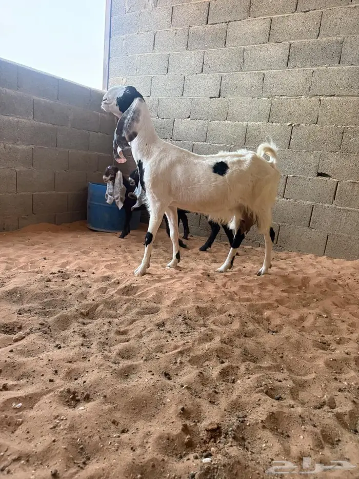 عنز متبع متاومه 1