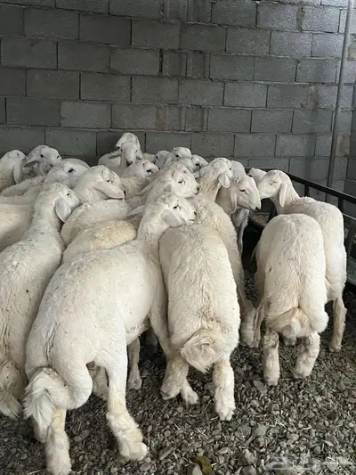 طليان ذبايح 0