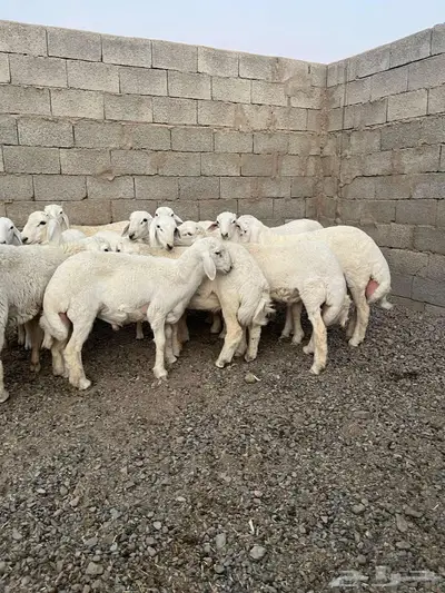 طليان ذبايح 1