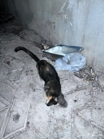 كيتن صغير جدا عمره اقل من شهر مااقدر اخذه لاني مسافره 1