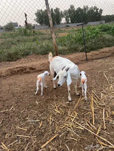 عنز منتوج 1