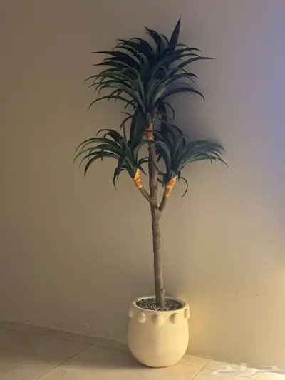 شجرة للبيع 0