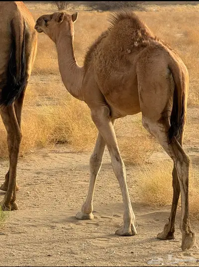 بكره ساحليه للبيع 0