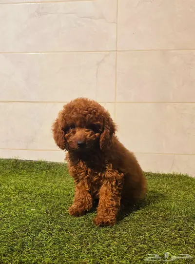 Poodle 7