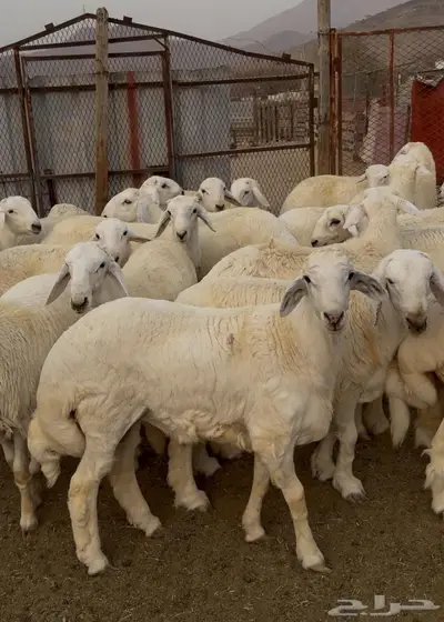 ذبايح طليان حري سواكن مع الذبح والتوصيل 8