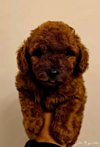 Poodle 2