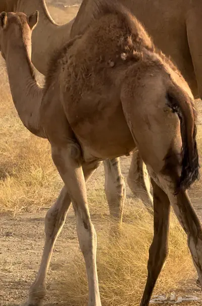 بكره ساحليه للبيع 1