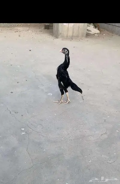 فرخين شامو هزاز 0