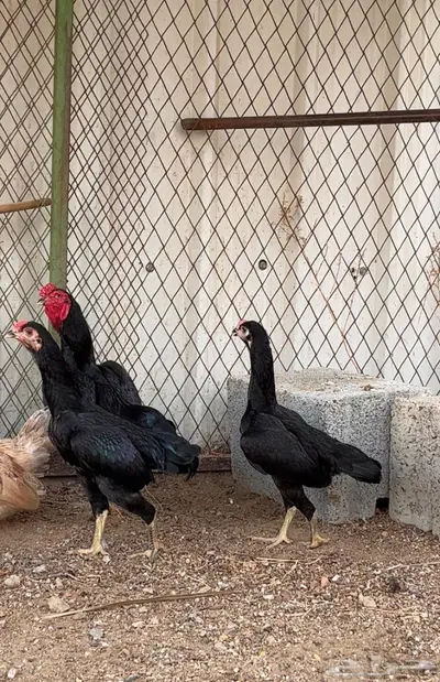 طقم كوشامو قزم 2