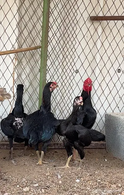 طقم كوشامو قزم 0