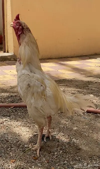 دجاجتين سندي فوليا وديكين ميوالي 3