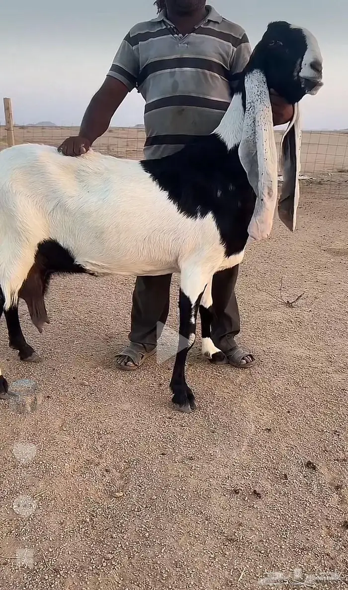 عنز صنف والد توم للبيع 0