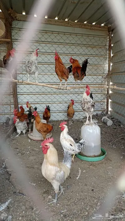 ديكه مشكله بلدي وفيومي 0