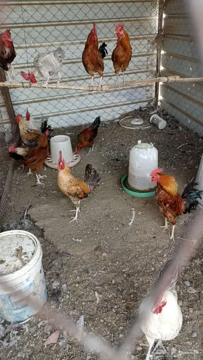 ديكه مشكله بلدي وفيومي 2