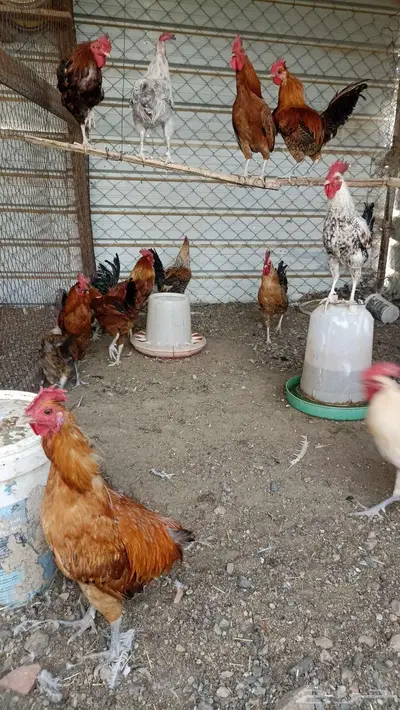 ديكه مشكله بلدي وفيومي 1