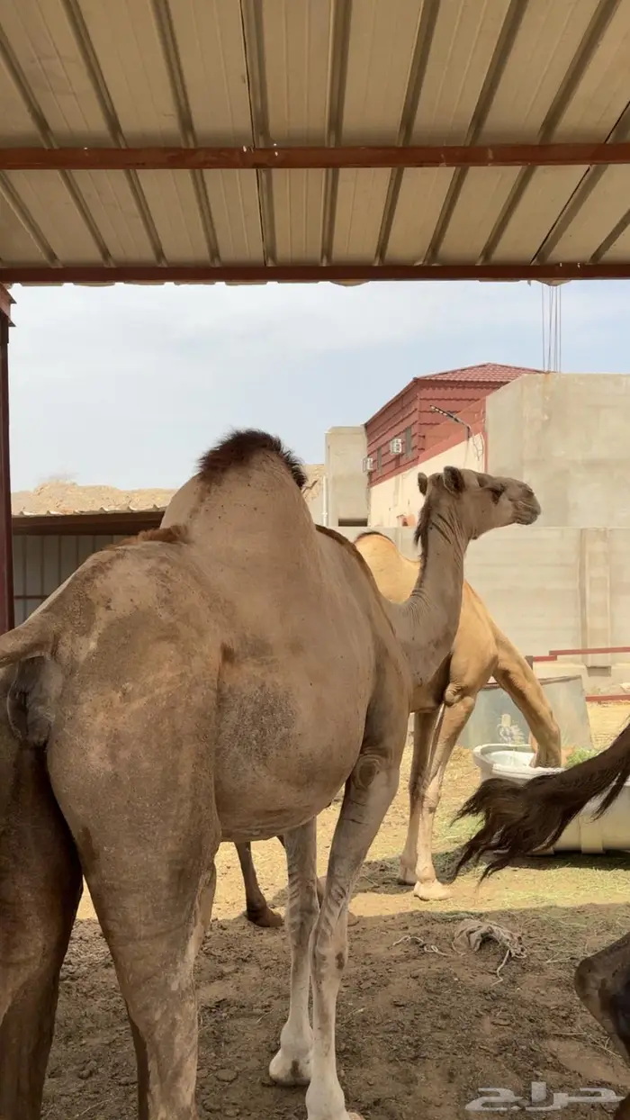 الابل اوراك جنب للبيع 11