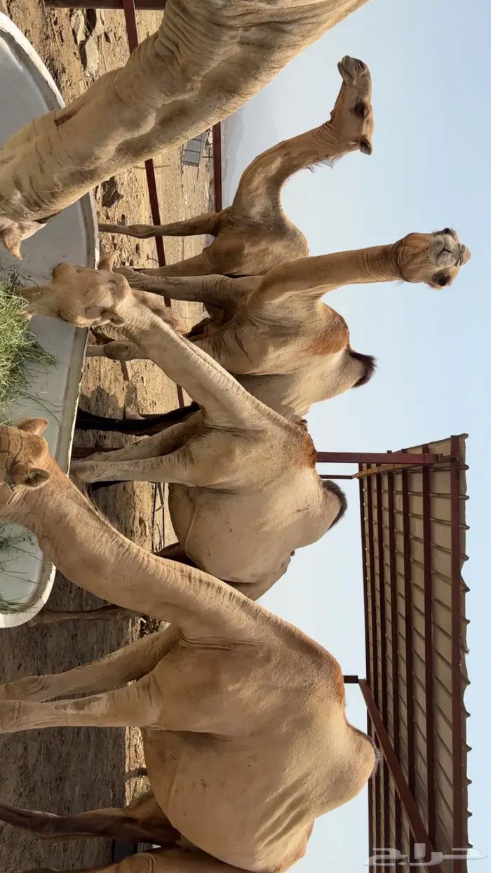 الابل اوراك جنب للبيع 15