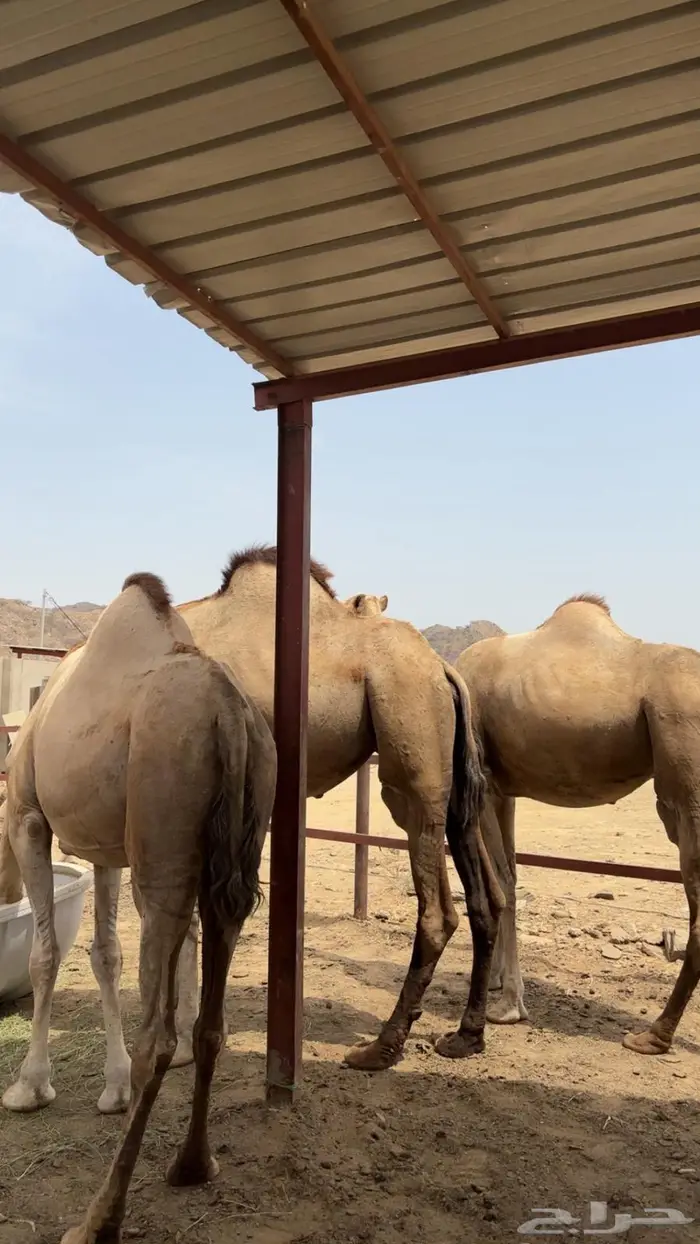 الابل اوراك جنب للبيع 17