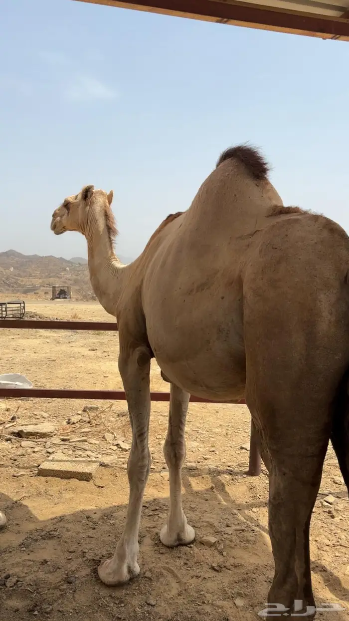 الابل اوراك جنب للبيع 7