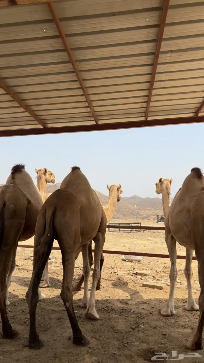 الابل اوراك جنب للبيع 9