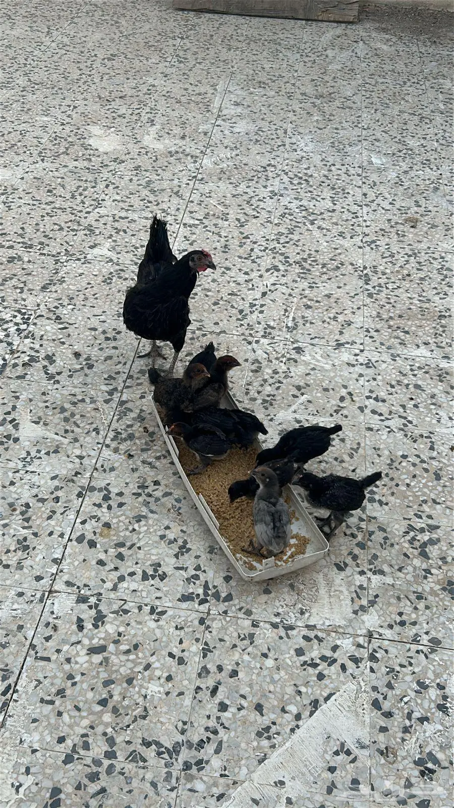 دجاجه مع صيصانها 0