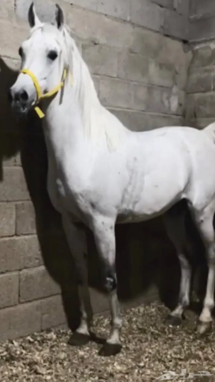 خيل ورق 0